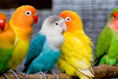 Parrots Wallpapers