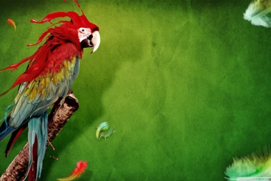Green Parrot Names   Wallpaper.