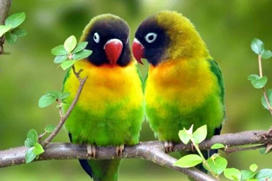 Parrot Wallpapers