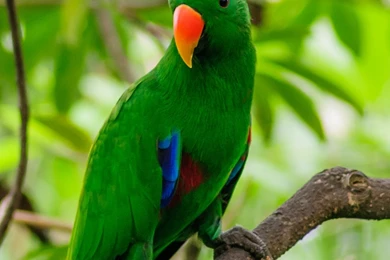 HD Backgrounds Green Parrot Red Mouth Bird Standing Tree Branch ...
