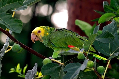 Pet Parrot HD Wallpapers   HD Images New