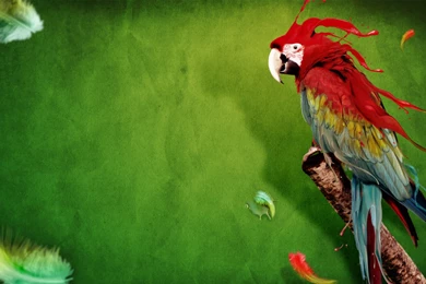 Parrot Wallpapers