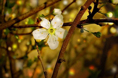 Ubuntu 13.04 Wallpapers Contest Entries Widescreen Wallpapers ...