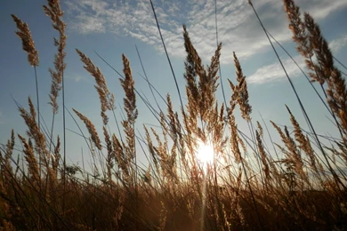 How To Easily Get All The Wallpapers Of The Ubuntu 14.04 Wallpapers ...