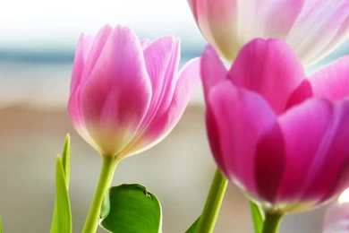 Beautiful Pink Tulips Flowers 3d Widescreen Hd Wallpapers