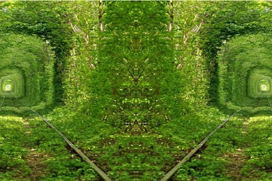 Wallpapers Proslut: High Resolution Beautiful Nature Jungle ...