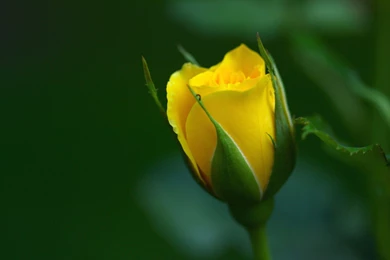 Beautiful Yellow Rose Picture Top Hd Wallpaper In Widescreen HD Photo
