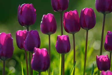 Widescreen, Wallpapers Of Nature, Windows Wallpaper, Mac Desktop ...