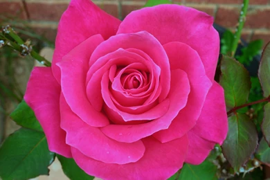 Rose Flowers On Pinterest