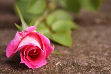 Pink Rose For You   Love Wallpapers