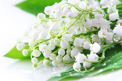 Flower Desktop Wallpapers Widescreen Hd Wallpaper Backgrounds ...