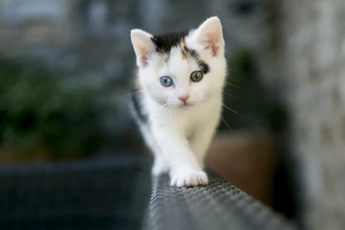 Cat HD Desktop Backgrounds