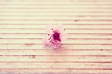 Download The Deep Pink Orchid Wallpaper, Deep Pink Orchid iPhone ...