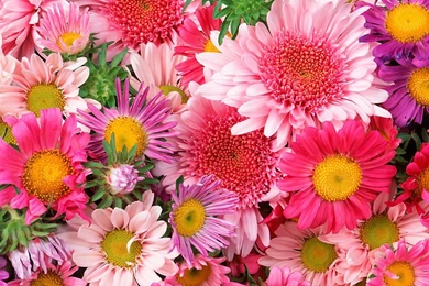 Wallpapers Of Flowers