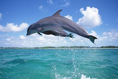 Large Desktop Backgrounds   Wallpapers HD Fine