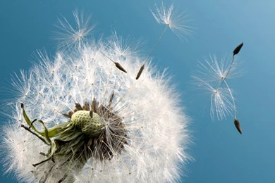 Cute Puppy Lock Screen 720x1280 Samsung Galaxy S3 Wallpapers Hd Hd ...