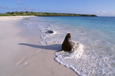 Seaside Seal － Animal Wallpapers   Free Download Wallpapers ...