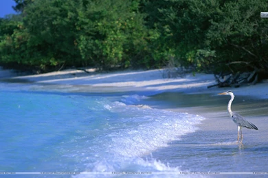 Beach And Sea Wallpapers, Photos & Images In HD