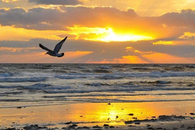 Sunrise Beach Wallpapers » WallDevil   Best Free HD Desktop And ...