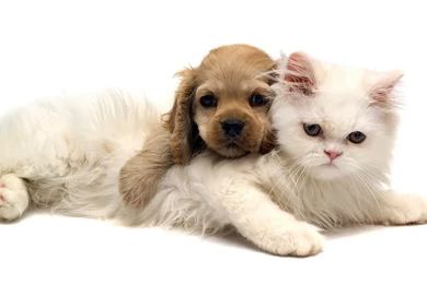 Download Free Cat And Dog Wallpapers For Mobile   The Quotes Land