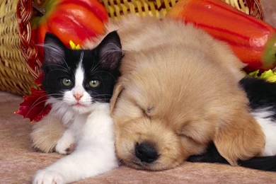 Cat And Dog Wallpapers Space Elephant. Dog And Cat Wallpapers ...