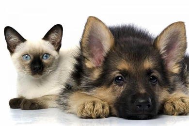 Cats And Dogs Wallpapers Fun Animals Wiki, Videos, Pictures ...