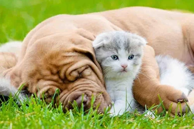 Dog And Cat Wallpapers   Android Apps On Google Play