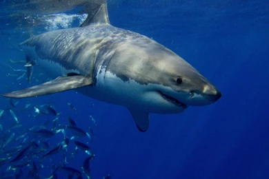 Great White Shark Wallpapers Full HD   Kemecer.com