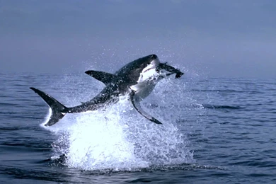 Free Great White Shark Wallpapers Download   Animals Town