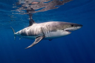 Best Animals Wallpaper: Great White Shark, 329028, Animals