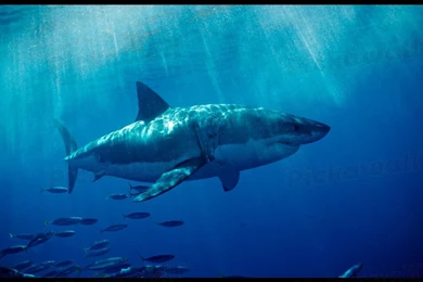 Design Your Own Custom Removable Wallpaper. Image: Great White ...