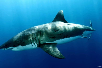 Great White Shark HD Wallpapers   IHD Wallpapers