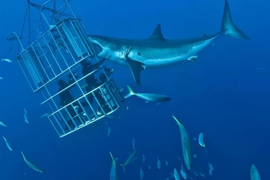 Predators Prowling The Sea: Scary Or Stunning, Sharks Are Jawesome ...