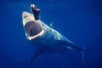 Predators Prowling The Sea: Scary Or Stunning, Sharks Are Jawesome ...