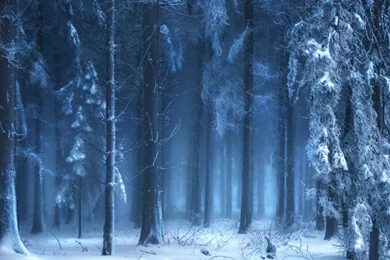 Frozen Forest S Wallpapers