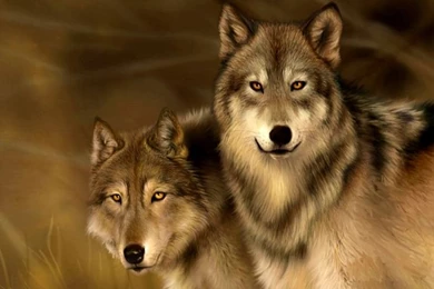 Free Moving Wolf Wallpapers