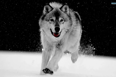 Gray Wolf Wallpapers   Animal Wallpapers