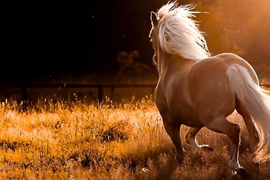 Horse HD Wallpapers