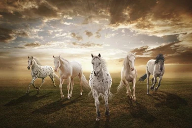 Horses Wallpapers   Android Apps On Google Play
