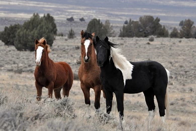 Of Three Horses In The Meadow Hd Horses Wallpaper Backgrounds ...