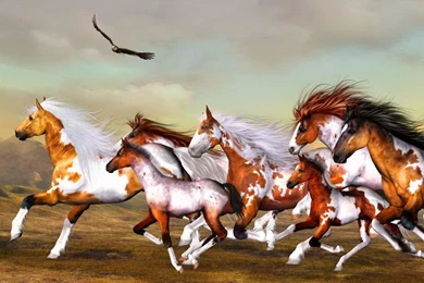 Wild Horses   (