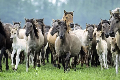 Group Horses Wallpapers