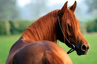 Arabian Horse Hd Wallpapers