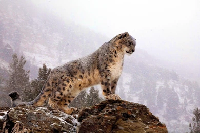 Snow Leopard Backgrounds   Wallpapers Cave