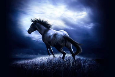 Horses Wallpapers