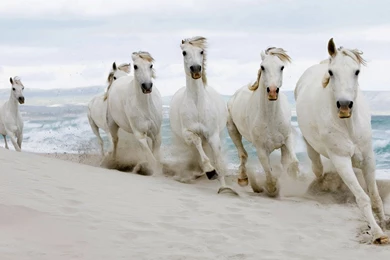 HD Wallpaper 1080p Horse 3.jpg