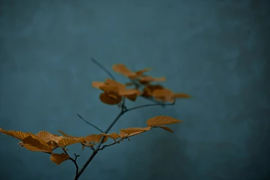 Zen Nature Photography Wallpapers   1920x1080 Wallpapers Download ...