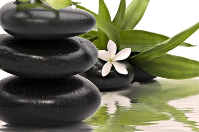 Nature Plants Zen Plumeria