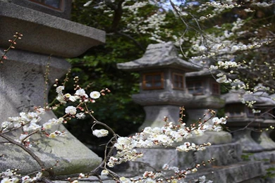 Spring Of Zen Wallpapers   (