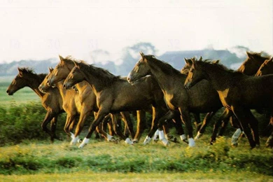 Black Horse Prancing Wallpapers 160x120 Beautiful Horses Wallpapers ...